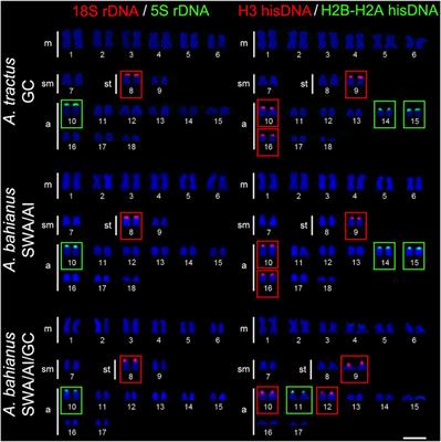 Evolutionary Tracks of Chromosomal Diversification in Surgeonfishes (Acanthuridae: Acanthurus) Along the World’s Biogeographic Domains